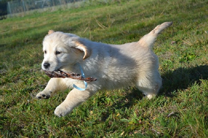 des Alten de la Burgerie - 3 males disponibles