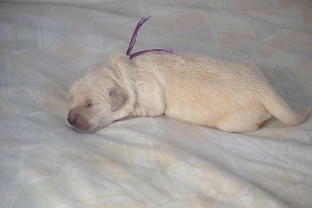 des Alten de la Burgerie - Chiots disponibles - Golden Retriever