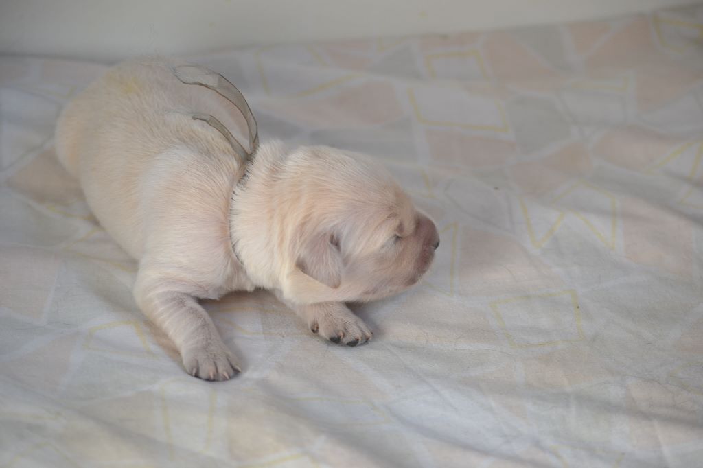 des Alten de la Burgerie - Chiots disponibles - Golden Retriever