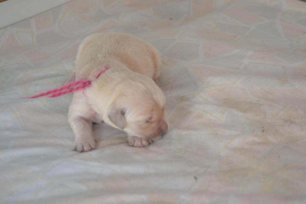 des Alten de la Burgerie - Chiots disponibles - Golden Retriever